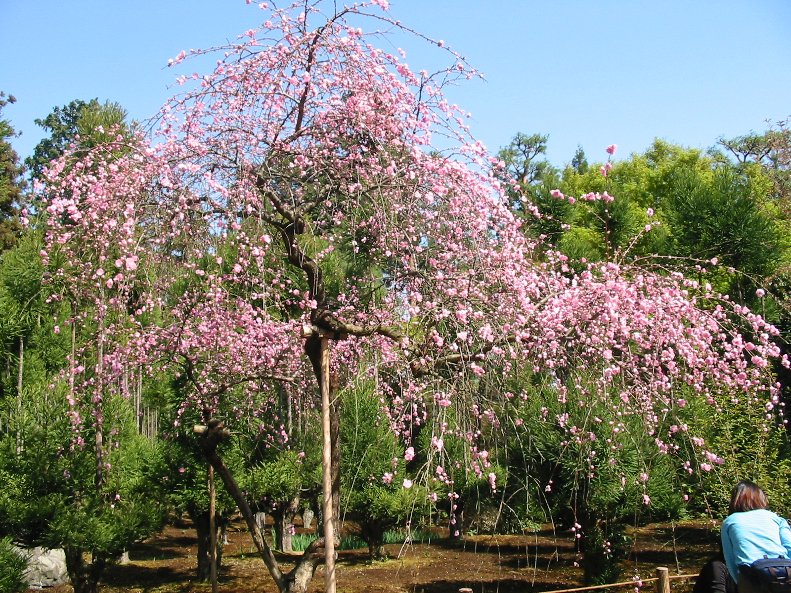 Cherry Tree Pink Blossom